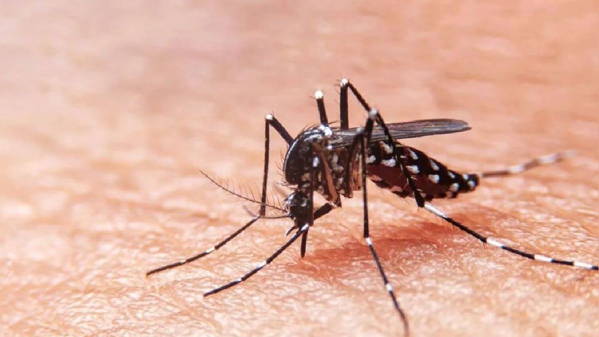 Dengue fuera de control: aumento en un 72% a nivel nacional