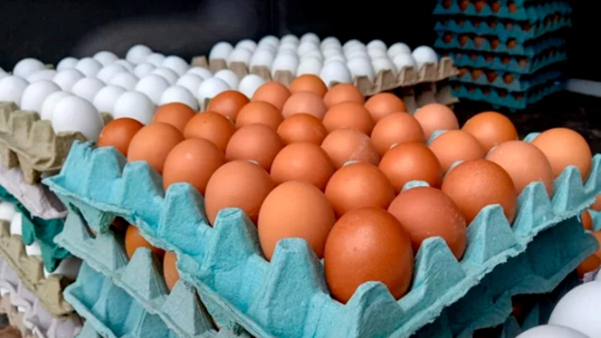 Producción de huevos ha disminuido por ola de calor