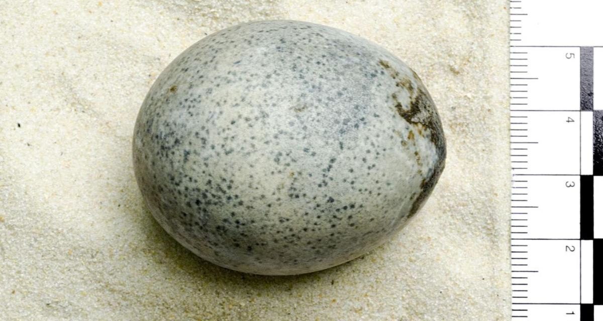 Hallan un huevo "intacto" de hace 1.700 años en Inglaterra