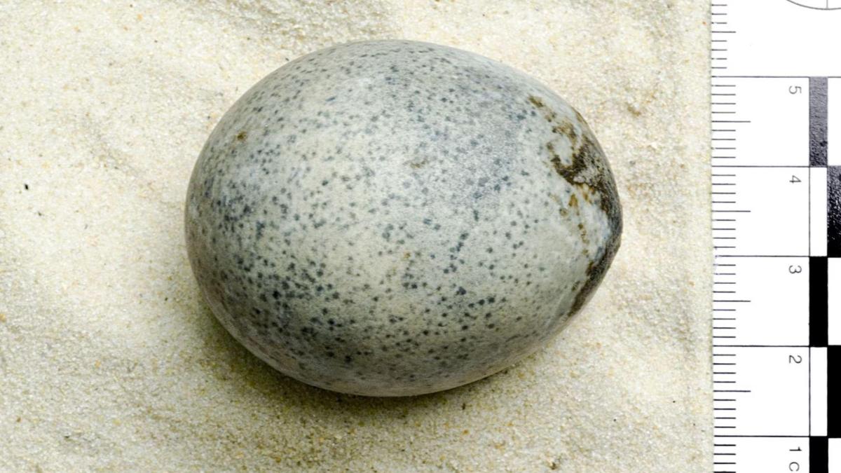 Hallan un huevo "intacto" de hace 1.700 años en Inglaterra