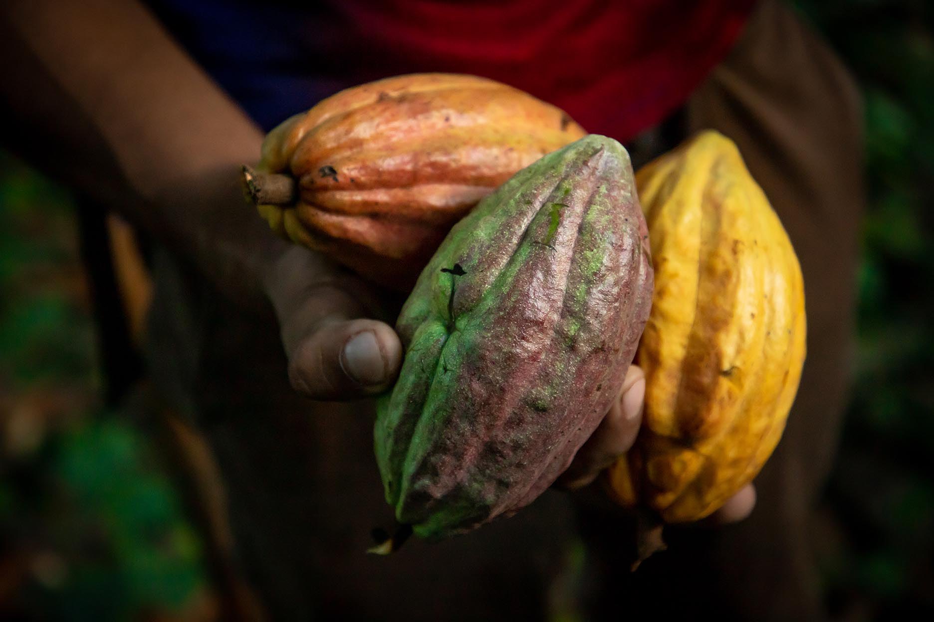 Cacao peruano brilla en Europa