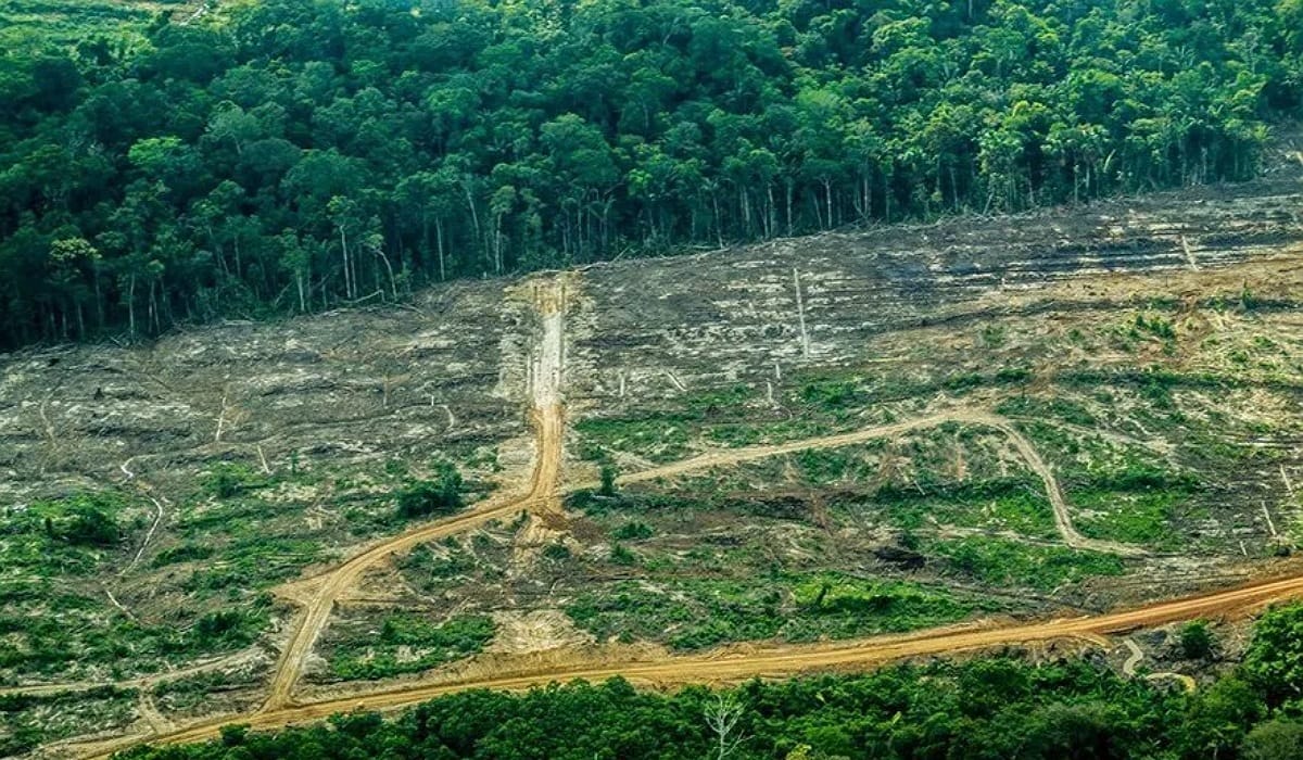 La Amazonía podría desaparecer en 2050