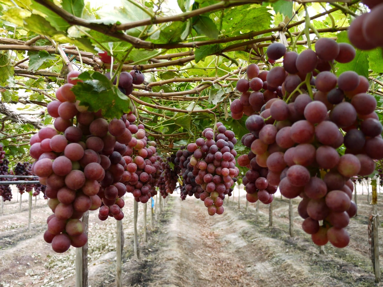 Exportación: venta de uva creció 40% en primer trimestre de 2023-24