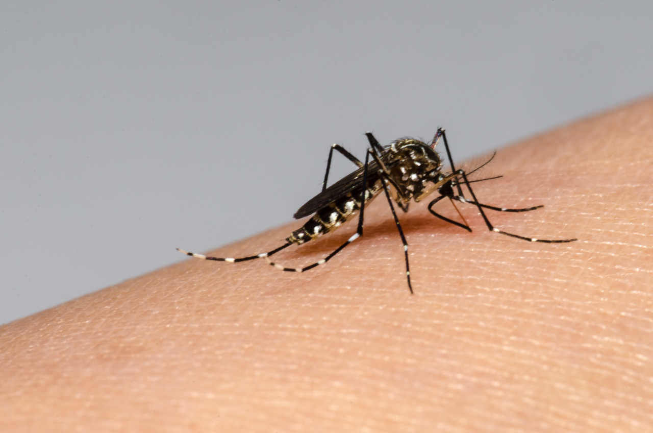 Brasil entró en alerta sanitaria ante el aumento de casos de dengue