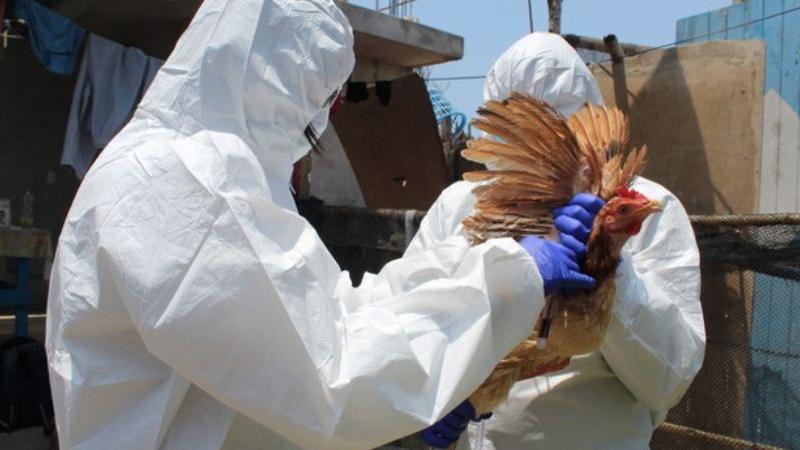 Primer caso de gripe aviar en granja comercial de La Libertad