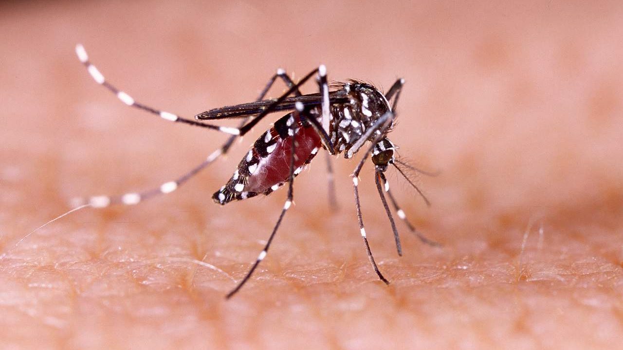 Arequipa: detectan dos casos de dengue importado