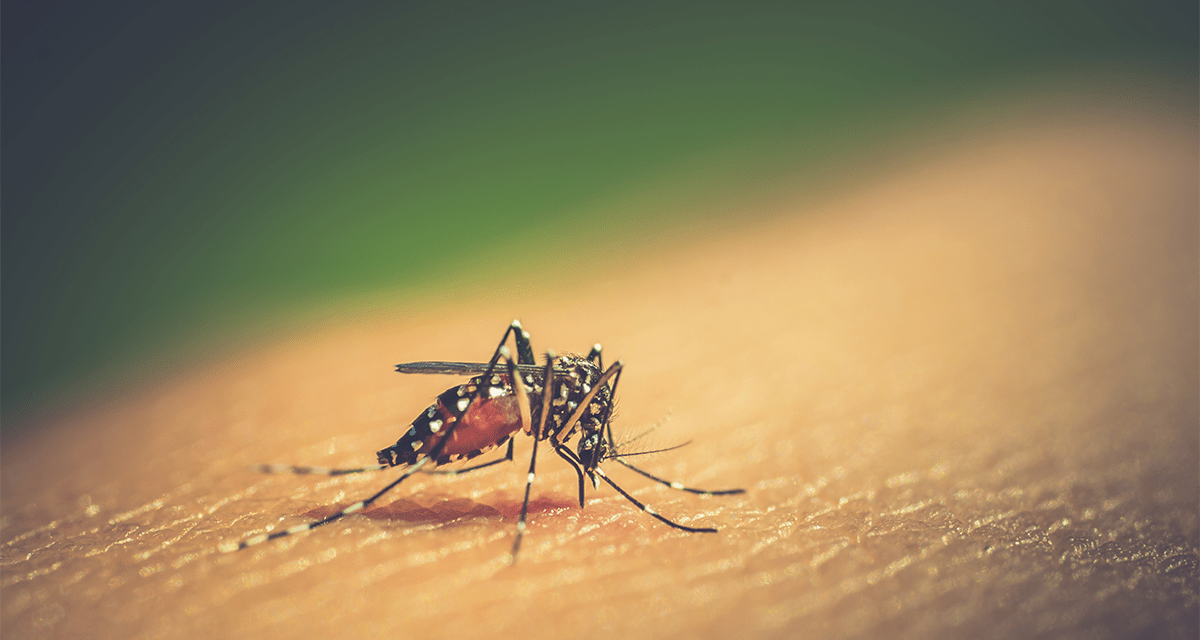 Alerta: Se registran cerca de 12,000 casos de dengue en Piura
