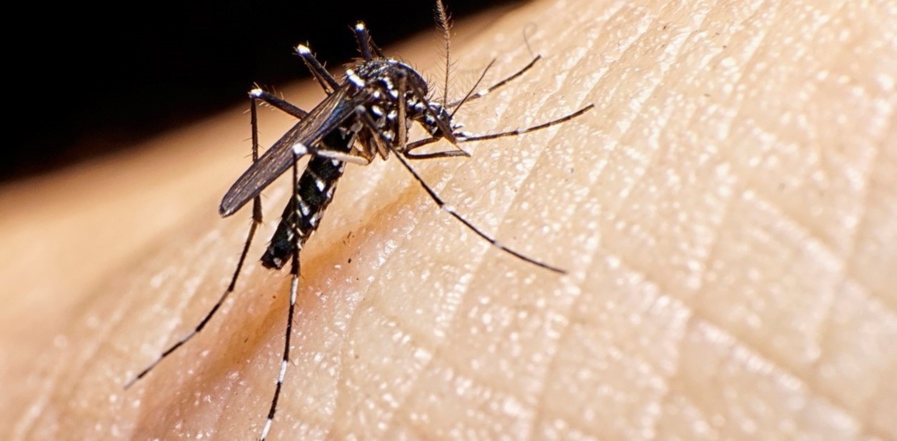 Dengue ataca con fuerza pero Minsa se intensifica