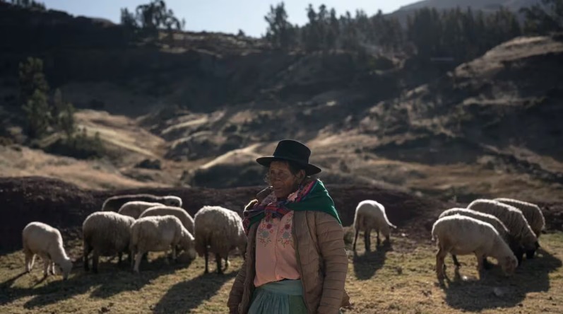 Denuncian pago inequitativo de lana de vicuña a productores