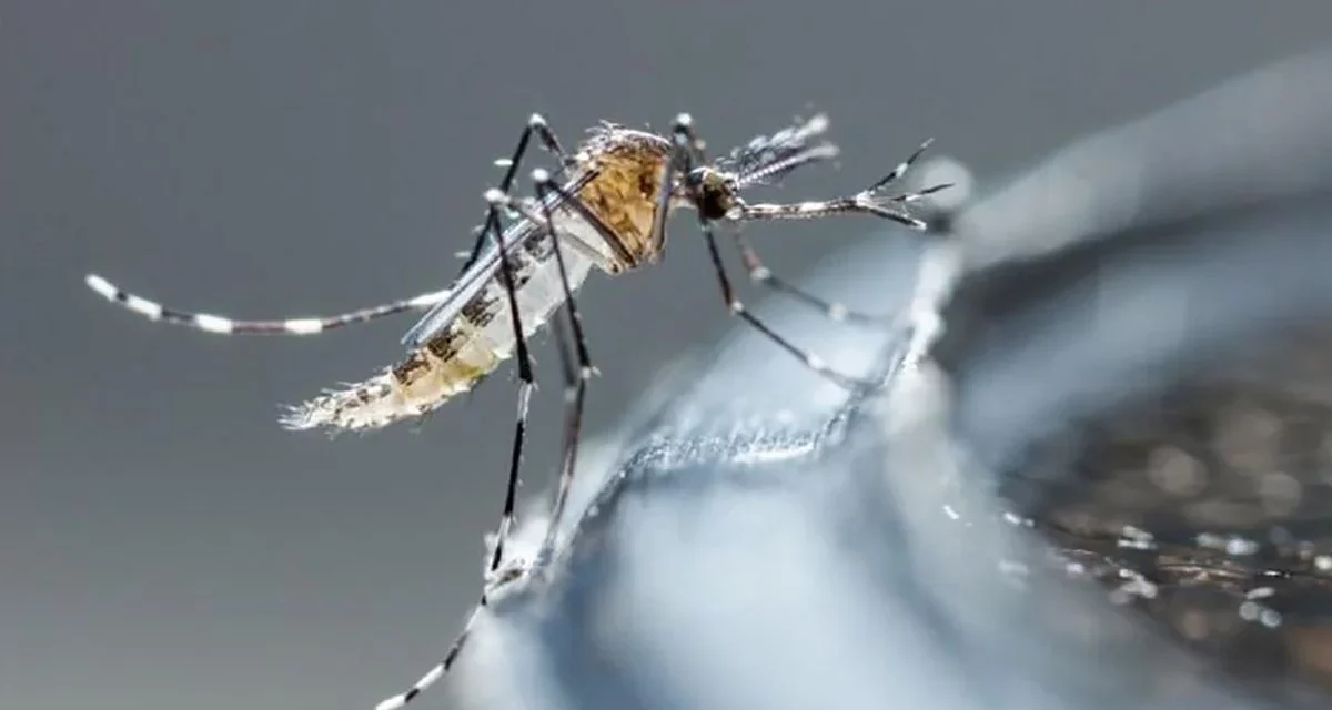 Dengue toma fuerza en Lima y causa preocupación