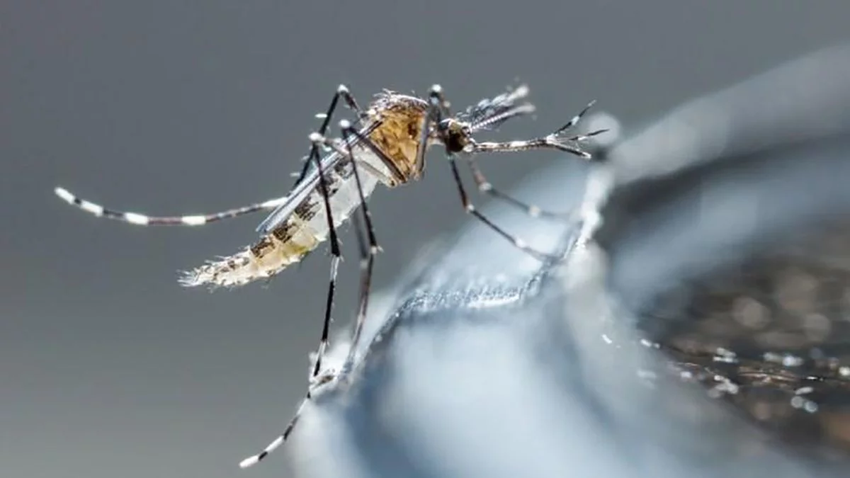 Dengue toma fuerza en Lima y causa preocupación
