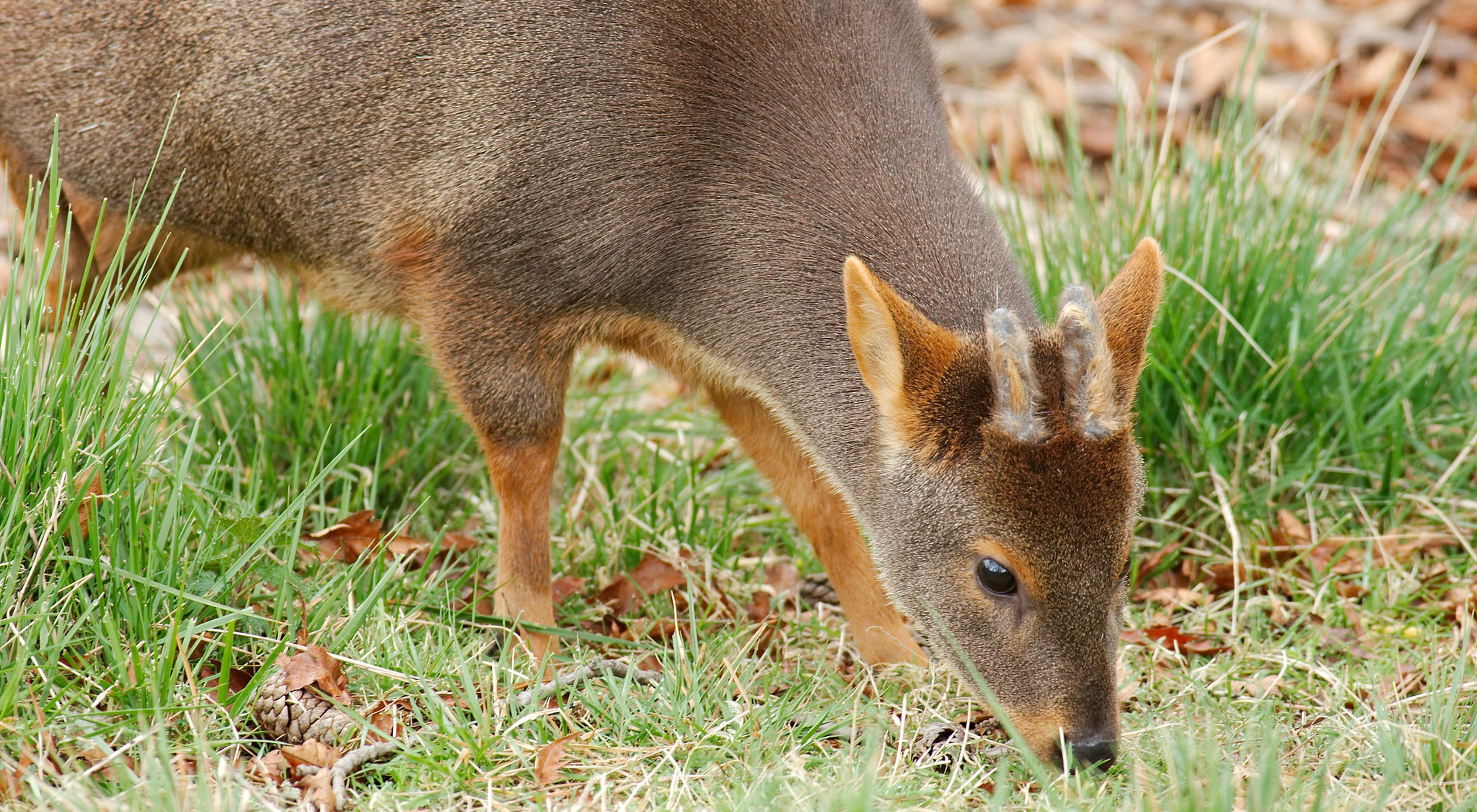 Pudú: una nueva especie de ciervo enano descubierto en Perú