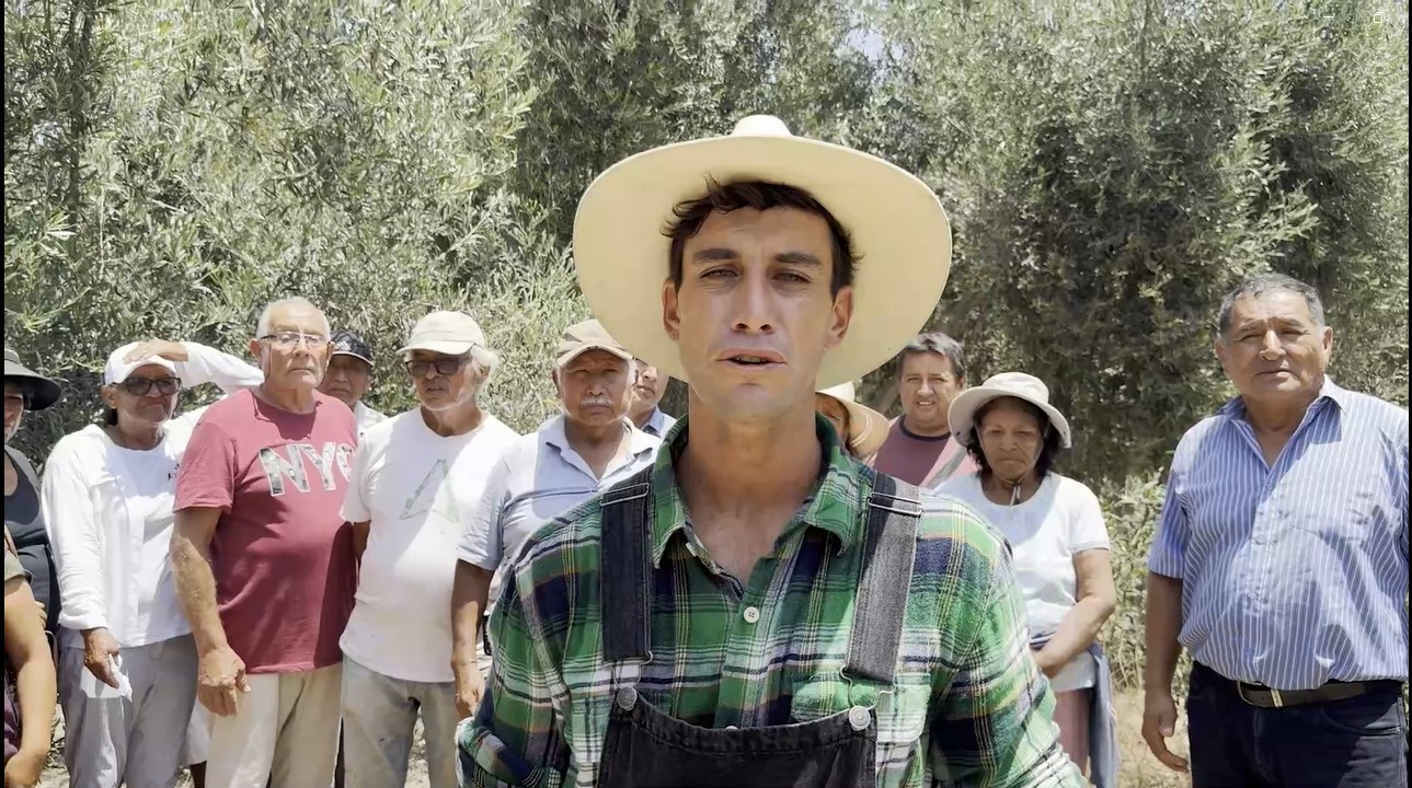 Pobladores de Acarí buscan apoyo ante crisis climática que afecta la producción de aceitunas en Perú