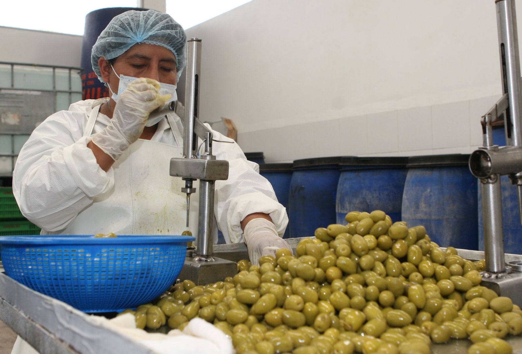 Según olivocultores, la producción de aceituna esta en peligro