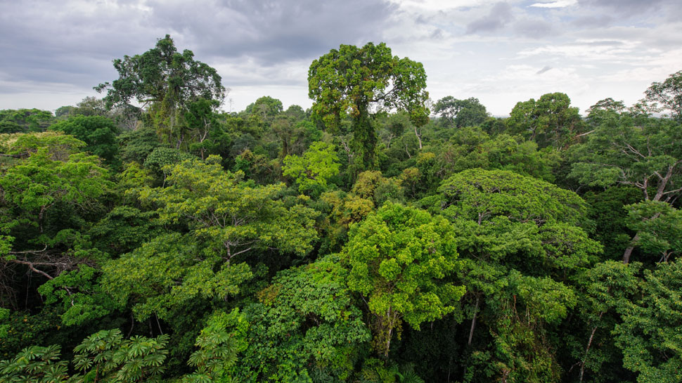 Perú pierde diariamente  bosques de extensión 8 veces el Estadio Nacional