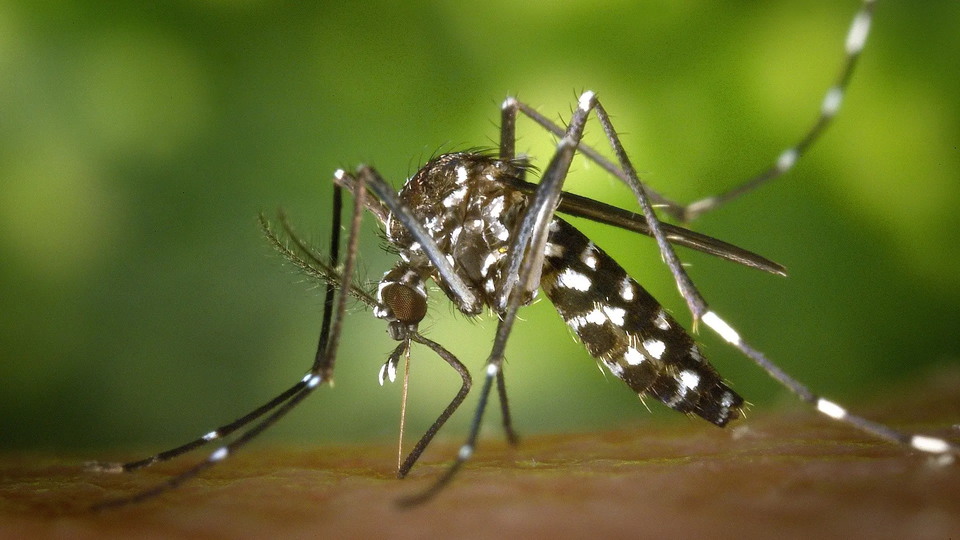 Minsa: El dengue en Perú ya es una epidemia