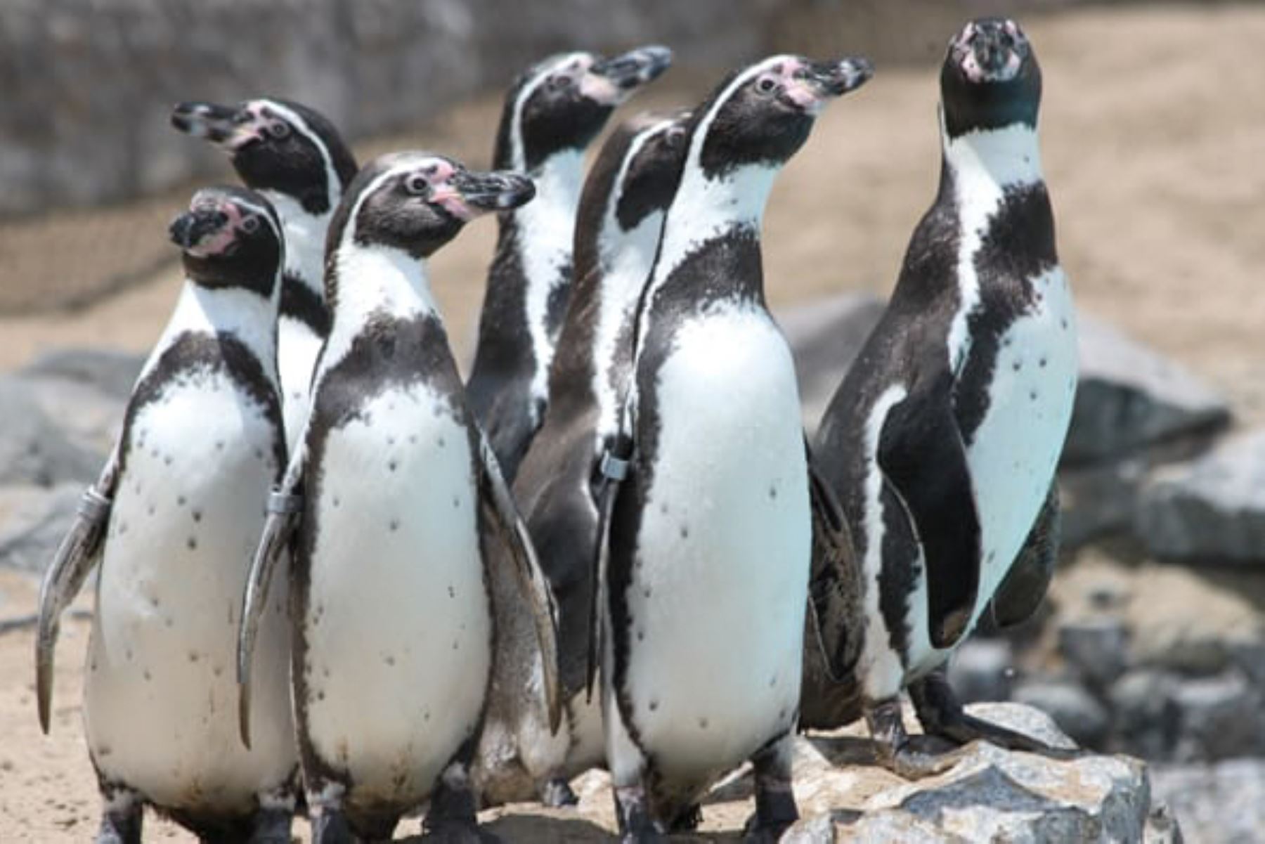Día Mundial del Pingüino: Parque de las Leyendas te invita a disfrutar