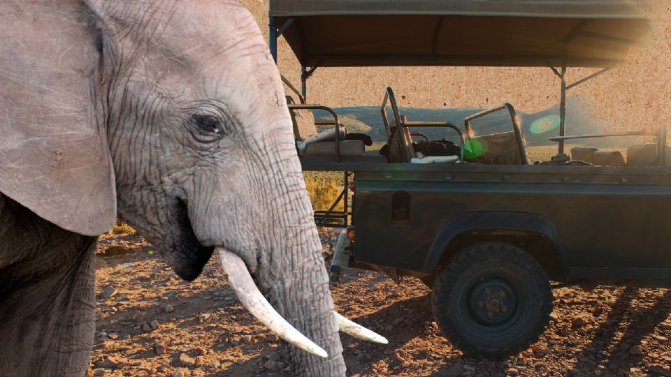 Zambia: Turista fallece en un safari tras el ataque de un elefante