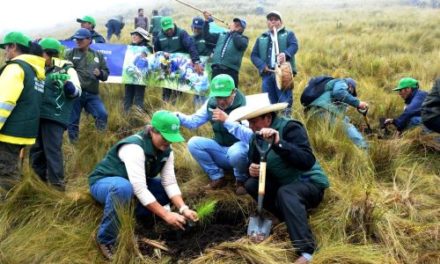 Cajamarca: Proyecto "Huella verde" sembró un millón de árboles