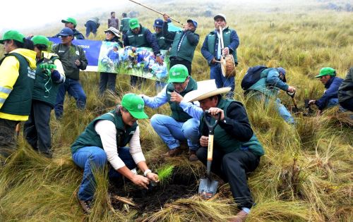 Cajamarca: Proyecto «Huella verde» sembró un millón de árboles