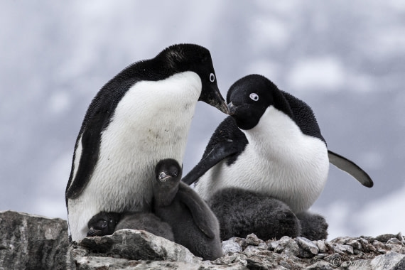 Antártica: Miles de pingüinos murieron por un brote de gripe aviar