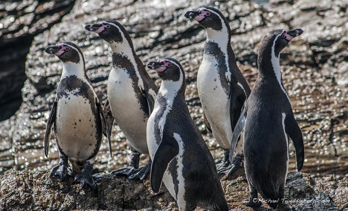 Parque de las Leyendas celebrará el Día Mundial del Pingüino