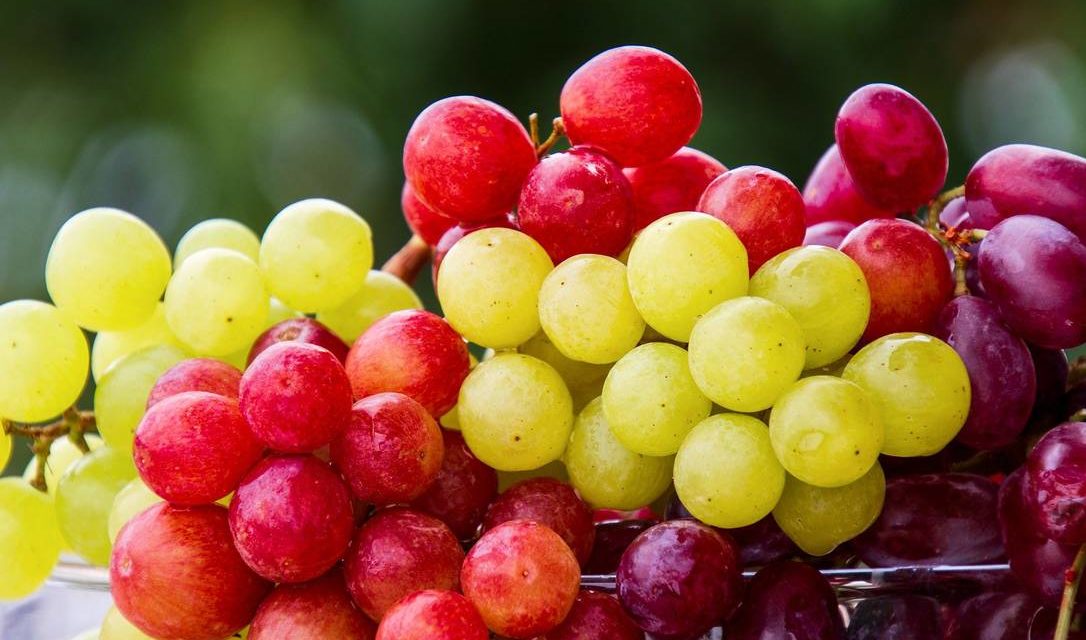 Perú establece un nuevo logro en la exportación de frutas a Japón