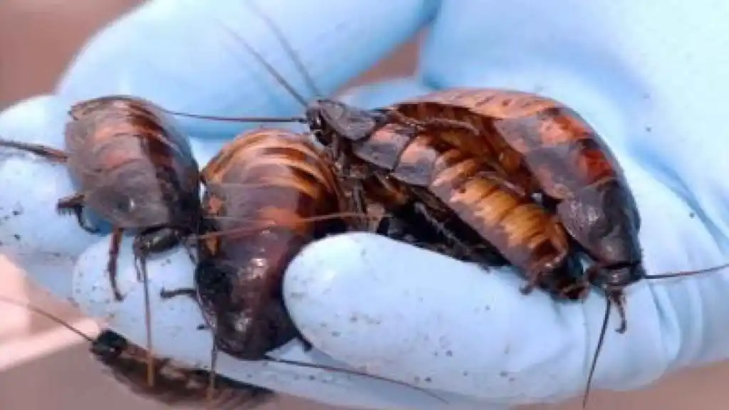 Plaga de cucarachas «mutantes» en España