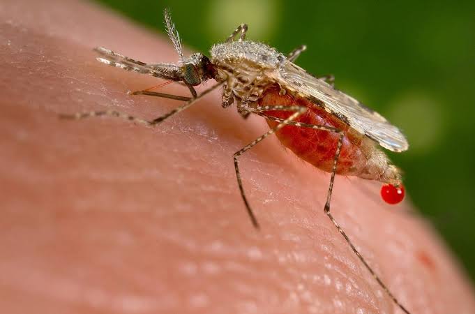 Aumentan los casos de Malaria en la Amazonía peruana