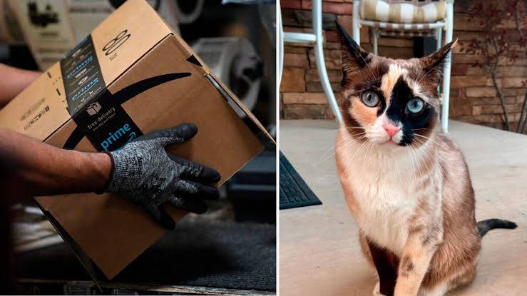 Gato fue enviado por error en un paquete de Amazon