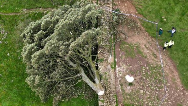 Dos individuos enfrentarán la justicia por talar árbol emblematico