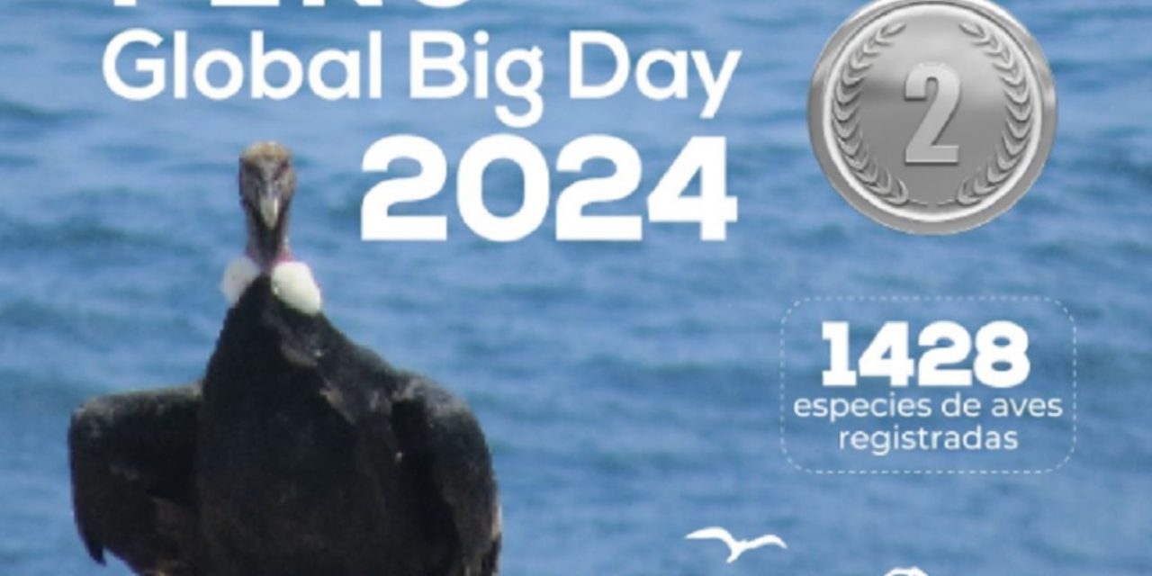 Perú alcanza el segundo lugar en el Global Big Day 2024 de avistamiento de aves