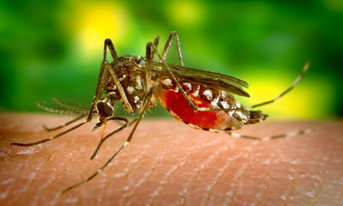 Minsa informa 24 nuevas defunciones por dengue en una semana