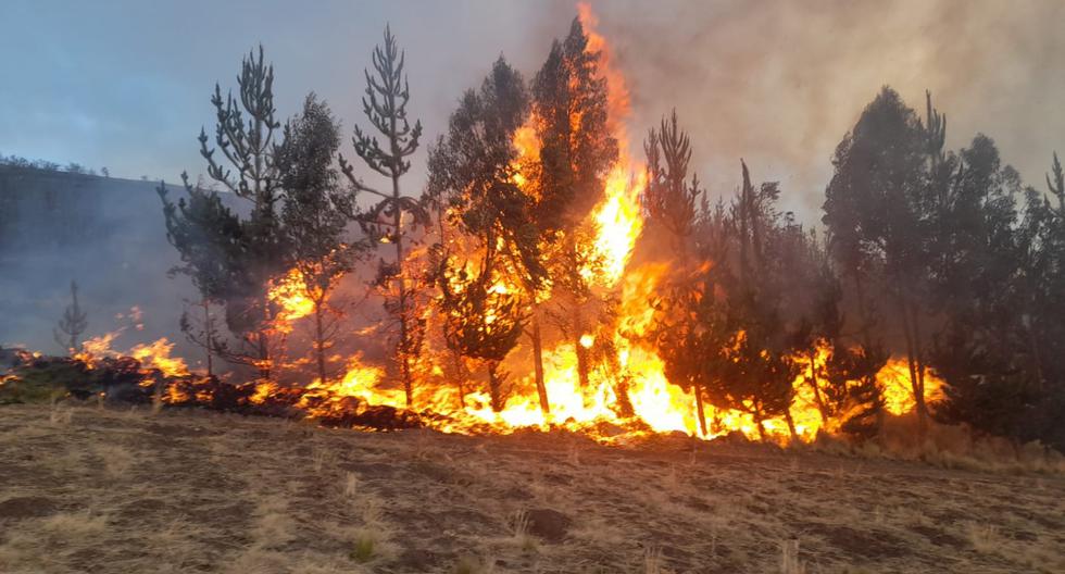 MINAM propone medidas preventivas en caso de incendio forestal