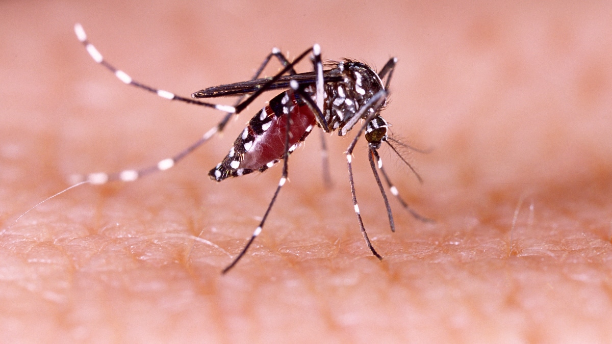 ¡Alerta en Arequipa! Fallecimientos por dengue asciende a 206