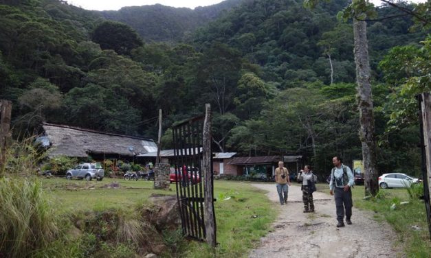 San Martín: Supervisan repoblación forestal en Cordillera Escalera