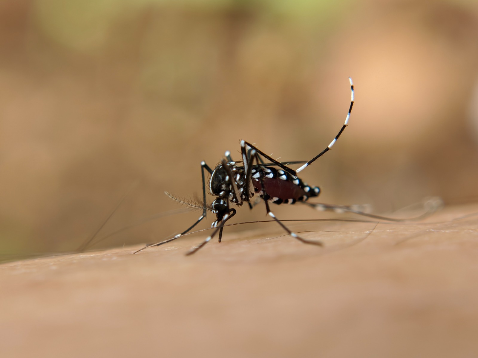 Alertan sobre un insuficiente control del vector del dengue