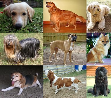 Descubre las razas de perros que viven más años