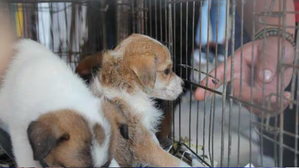 Trujillo: Rescatan a 139 animales que eran vendidos de forma ilegal