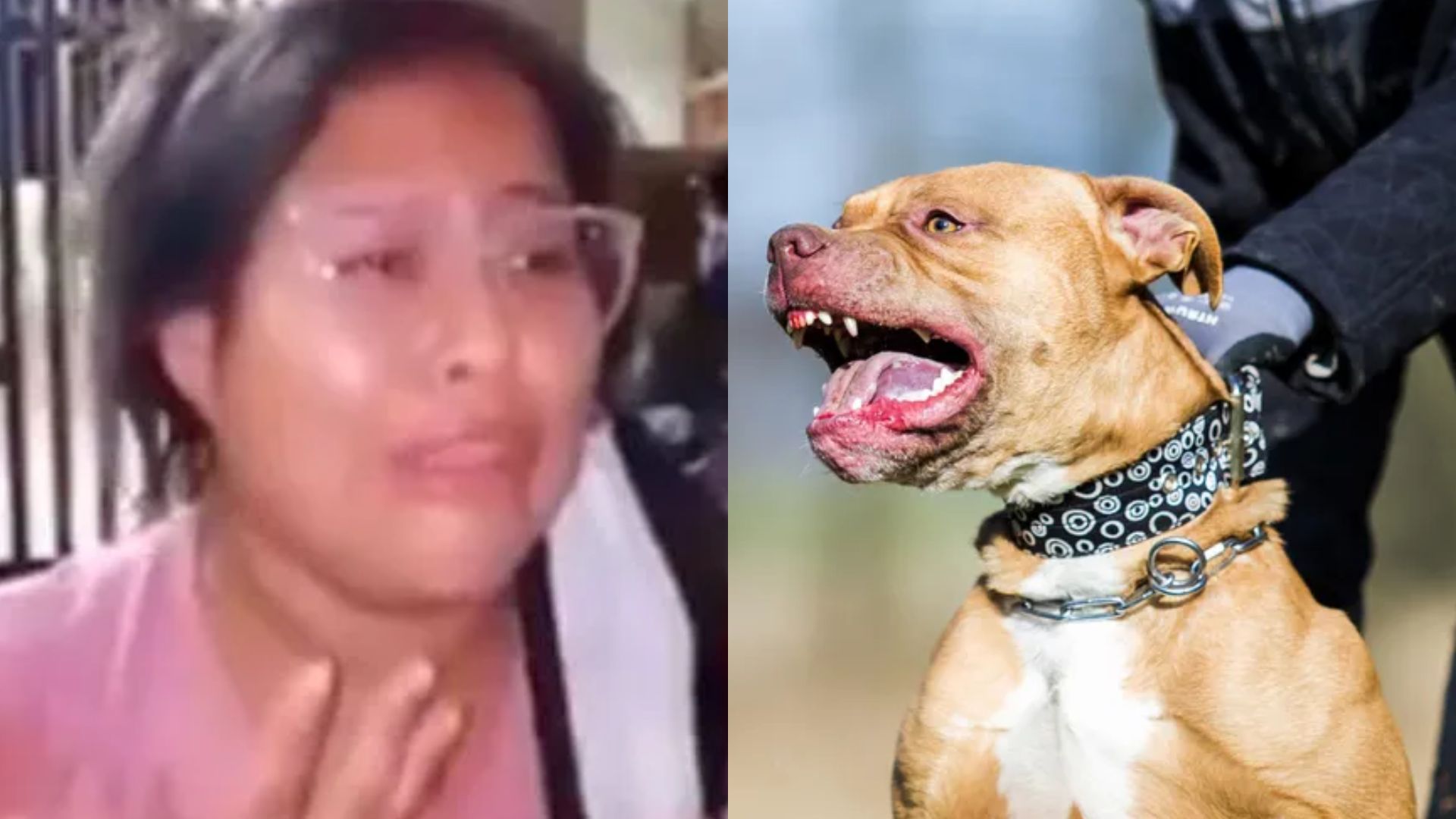 Pitbull desfigura a niño de 9 años y familia pide sacrificio del can