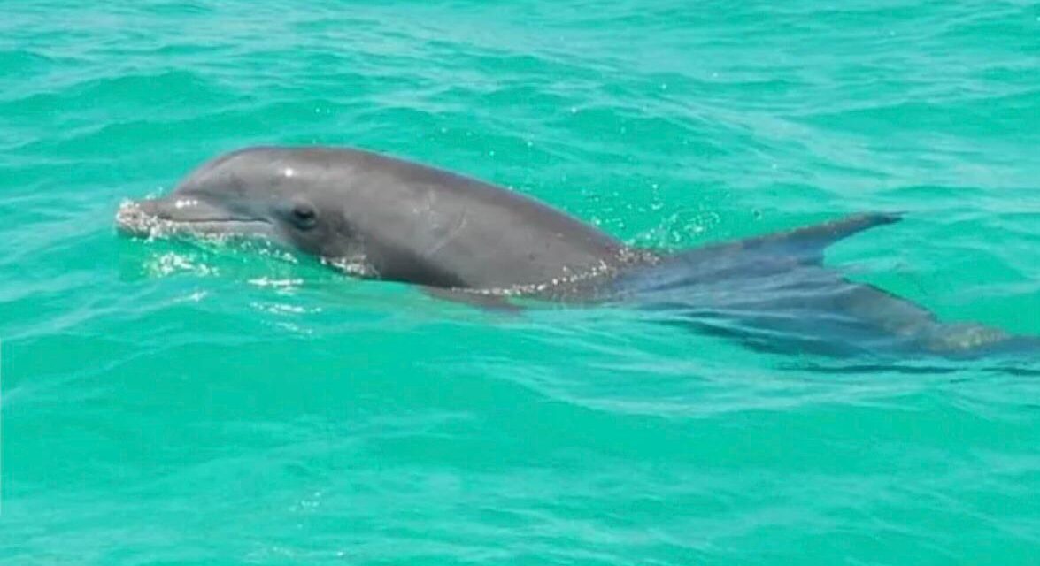 Detectan gripe aviar en un delfín de florida