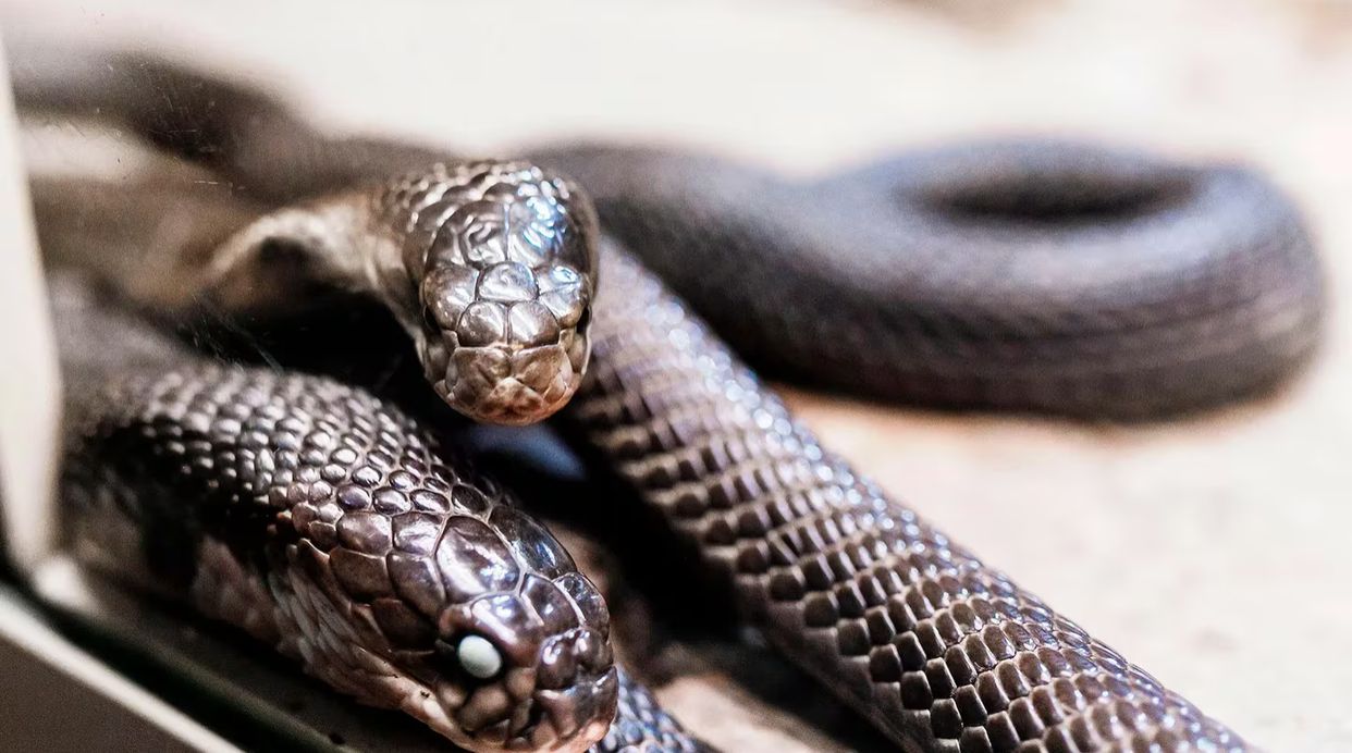 Florida: liberan 41 serpientes venenosas