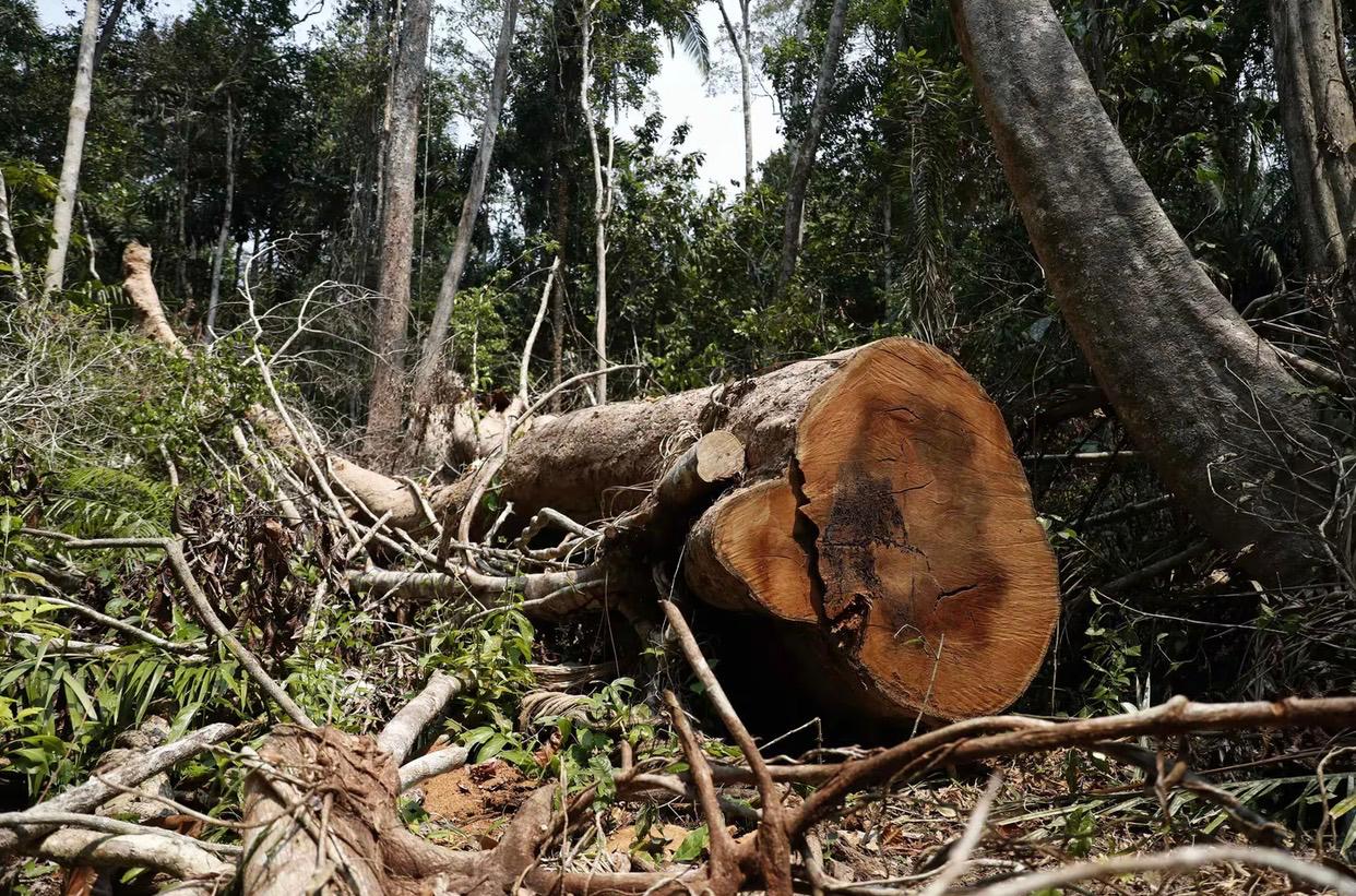 México: Tala ilegal de árboles bajo el cargo de bandas criminales
