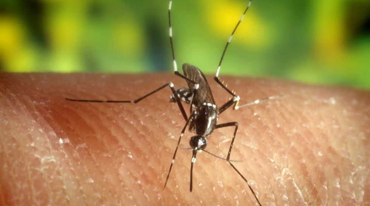 Alerta máxima en Surco por incremento de casos de dengue