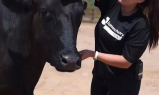 Santuario honra a las especies que son madres