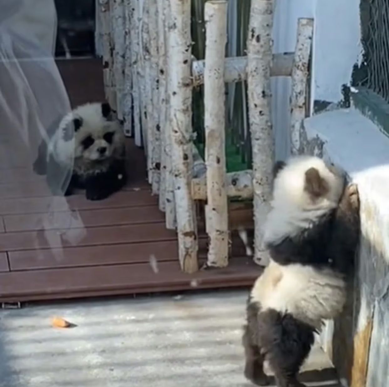 zoológico pinto a perros para que simularan ser pandas bebés