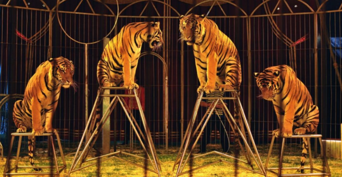 España prohíbe espectáculos de circos con animales