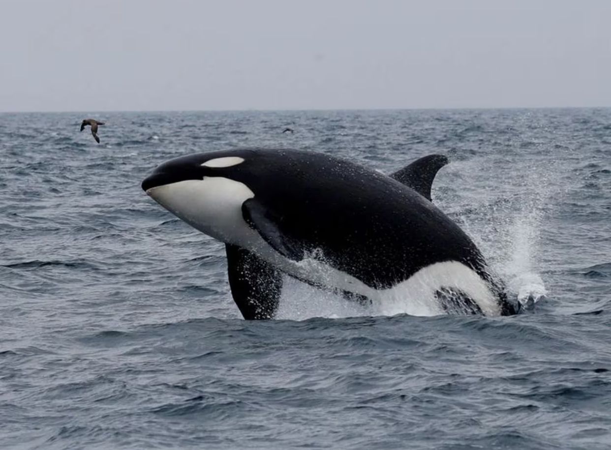 La saga de las orcas asesinas continua