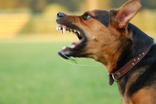 Estados unidos implementa nuevas regulaciones para los perros
