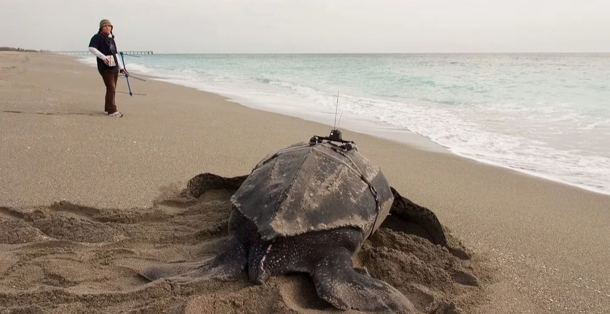 La tortuga más grande mide 2 metros de largo